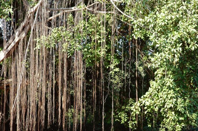 Nirvana Hermitage Anjuna Bagian luar foto